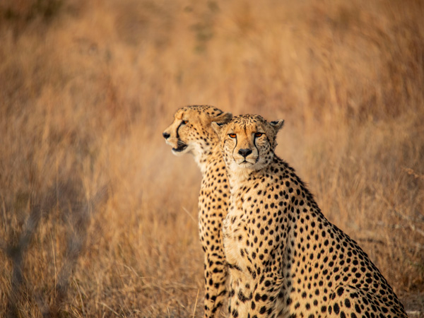 cheetahs in South Africa