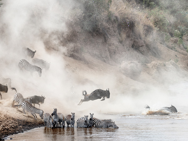 zebra and wildebeest leaping into the Mara River in Kenya, Africa during the Great Migration