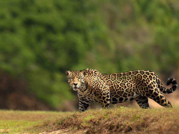 a Jaguar walking on the banks of a river, South Pantanal, Brazil