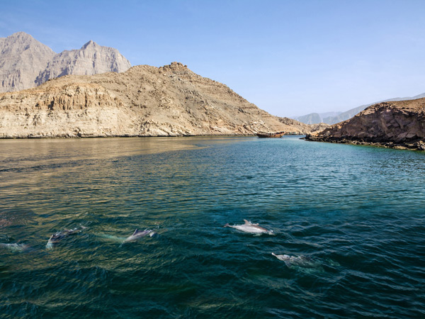 Dolphins and fjords sea view in Oman, Khasab