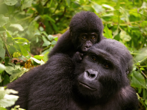 adult female gorilla with baby in Uganda