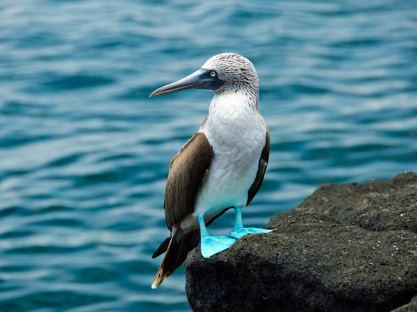 a blue-footed booby on the Galapagos Islands