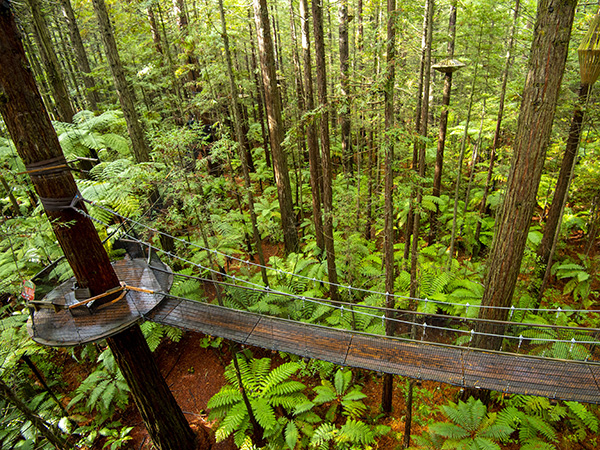 Suspension bridge nestled among towering trees in Whakarewarewa Forest.