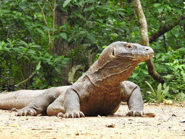 a Komodo Dragon up close in Bali, Indonesia