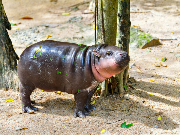 Pygmy hippopotamus