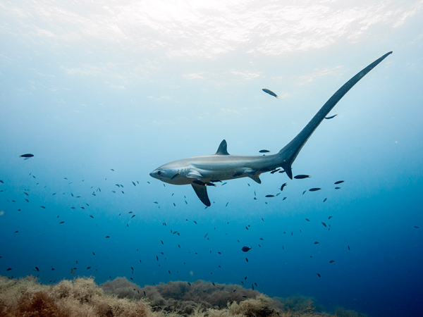 a thresher shark in Malapascua, Philippines