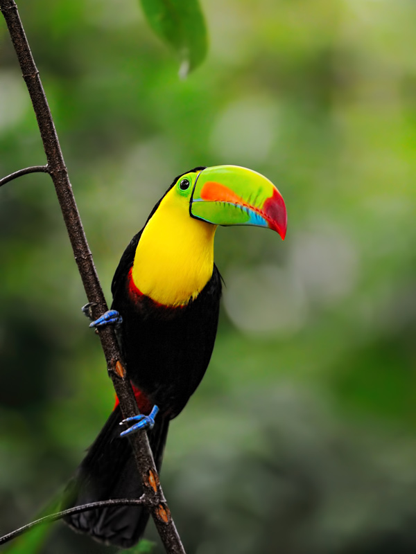 a toucan in the rainforest of Costa Rica