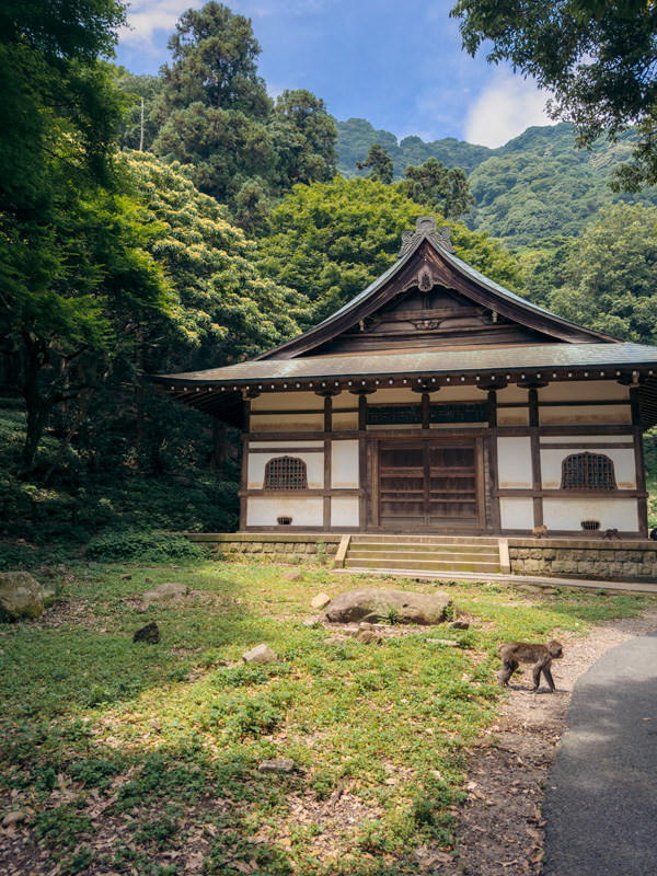Takasakiyama Monkey Park in Japan