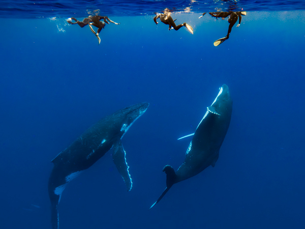 diving with whales in Rurutu, French Polynesia