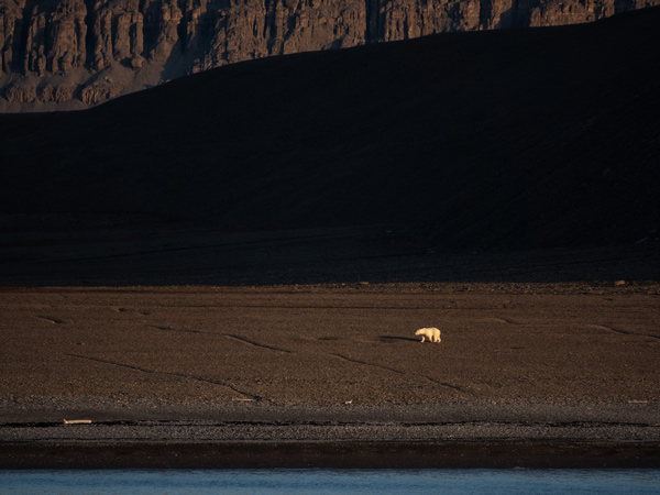 a polar bear on Radstock Island