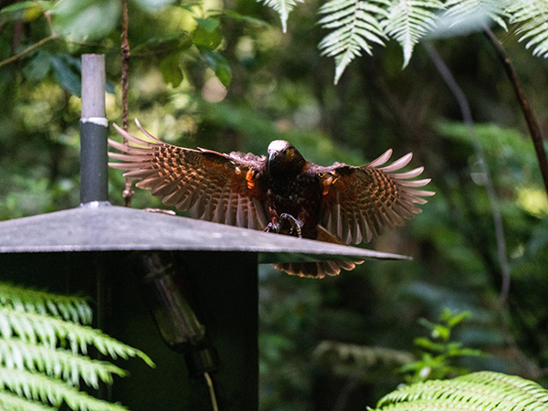 A kākā parrot coming in to land, wings outstretched.