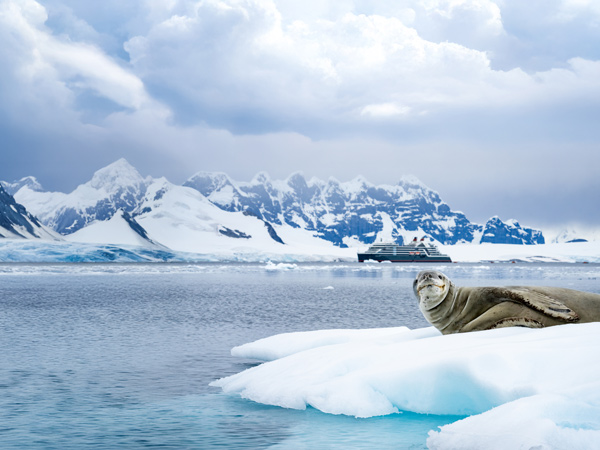 a leopard seal on ice