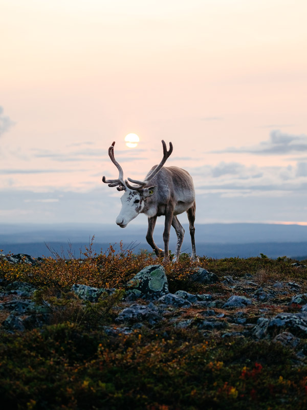 a photo of a reindeer in Finland