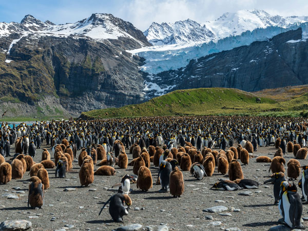 penguin colonies in subantarctic islands