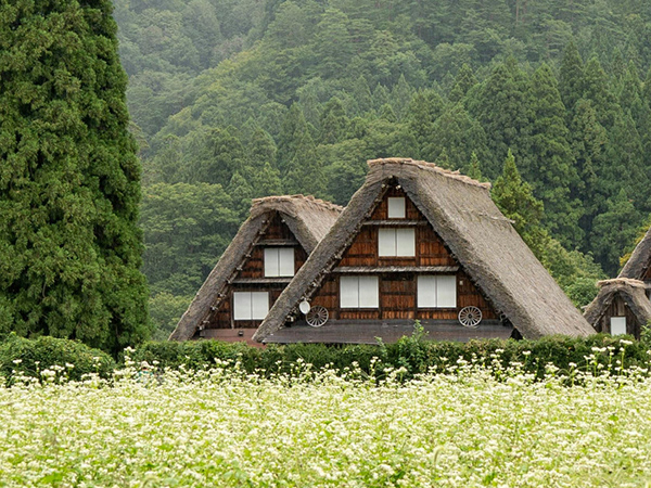 Cosy cabins nestled in the woods, a peaceful hideaway where you can get beautifully lost in nature.