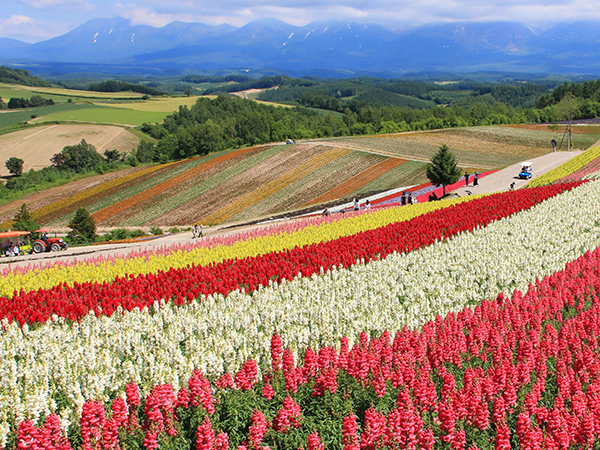 A vibrant field of flowers in full bloom stretches towards the distant mountains in Hokkaido Prefecture, capturing the charm of its green season.