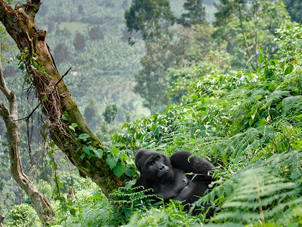 Dominant male mountain gorilla in the grass. Uganda. Bwindi Impenetrable Forest National Park