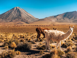 A picturesque scene of llamas grazing in the diverse flora of the Atacama Desert, framed by towering mountains under a clear blue sky.