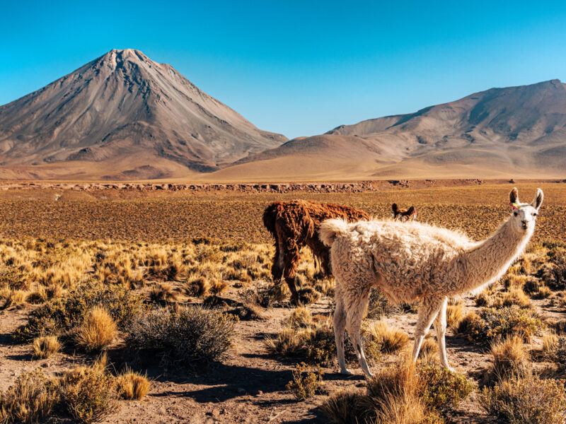 A picturesque scene of llamas grazing in the diverse flora of the Atacama Desert, framed by towering mountains under a clear blue sky.