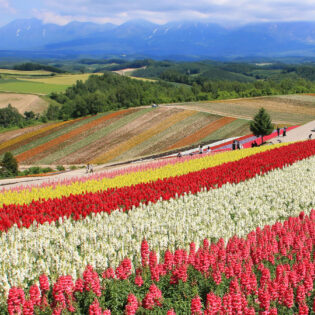 A vibrant field of flowers in full bloom stretches towards the distant mountains in Hokkaido Prefecture, capturing the charm of its green season.