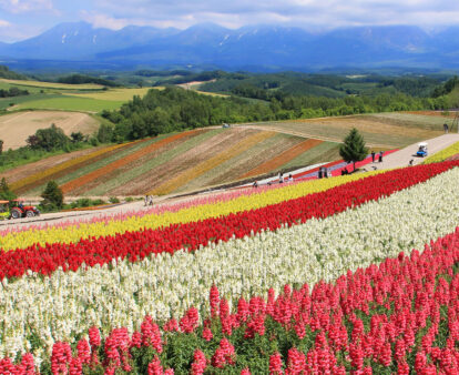 A vibrant field of flowers in full bloom stretches towards the distant mountains in Hokkaido Prefecture, capturing the charm of its green season.