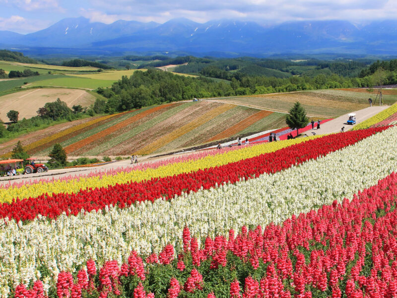 A vibrant field of flowers in full bloom stretches towards the distant mountains in Hokkaido Prefecture, capturing the charm of its green season.