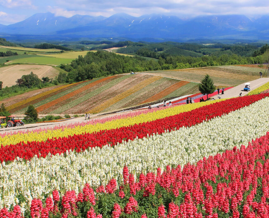A vibrant field of flowers in full bloom stretches towards the distant mountains in Hokkaido Prefecture, capturing the charm of its green season.