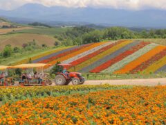 tractor ride through japan's wild flowers