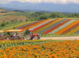 tractor ride through japan's wild flowers