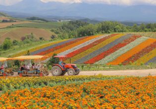 tractor ride through japan's wild flowers