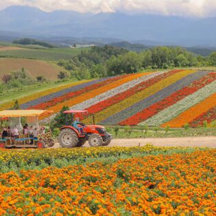 tractor ride through japan's wild flowers