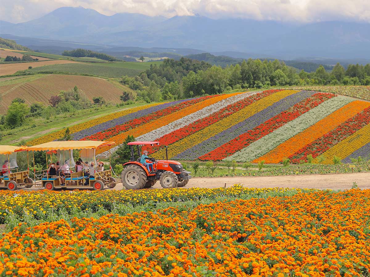 tractor ride through japan's wild flowers