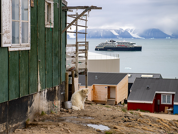 A dog and houses on the coast of Greenland