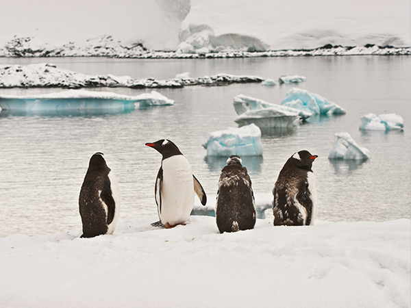 penguins in antarctica spotted on an eclipse travel tour