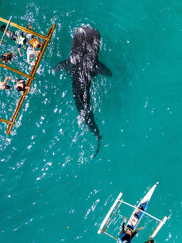 people swimming with a whale shark in Cebu