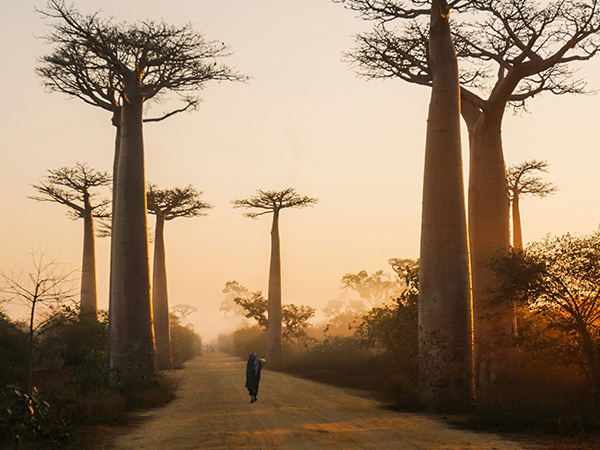 AVENUE OF THE BAOBABS Madagascar