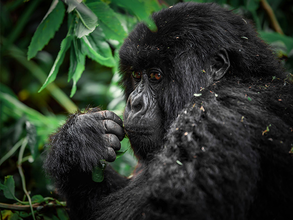 gorilla in Bwindi Impenetrable Forest uganda