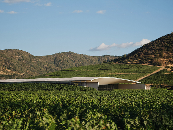 Vik Chile vineyard