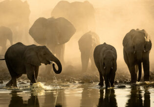 elephants walking along the Okavango Delta