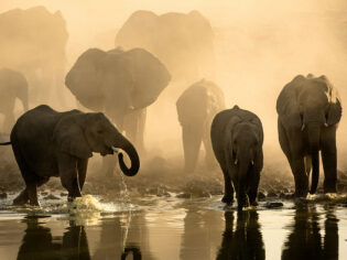 elephants walking along the Okavango Delta