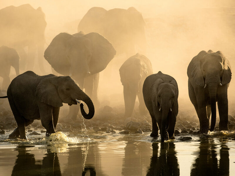 elephants walking along the Okavango Delta