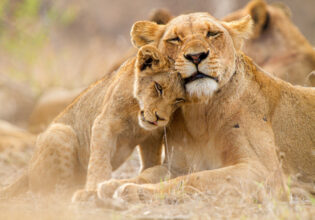 Lioness with cub in the Kruger National Park South Africa
