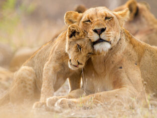 Lioness with cub in the Kruger National Park South Africa