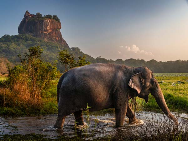 Close-up of Sri Lankan elephant, Sigiriya Rock on the background, Central Province, Sri Lanka