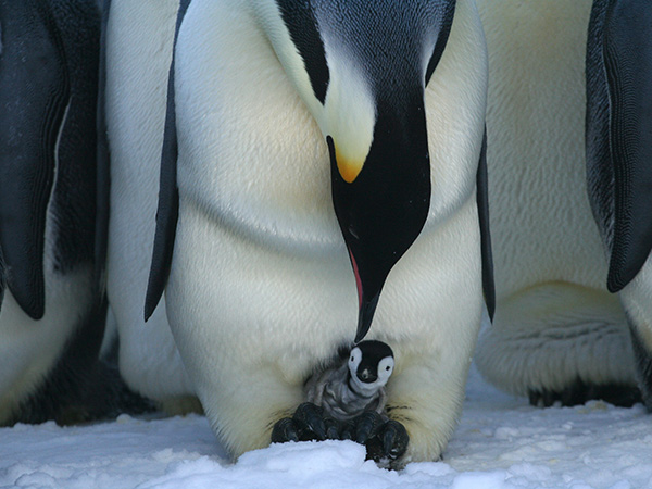 White Desert day trip to see Emperor Penguins