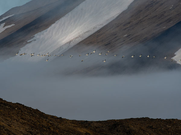 arctic birds