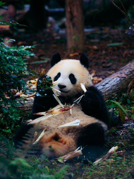panda