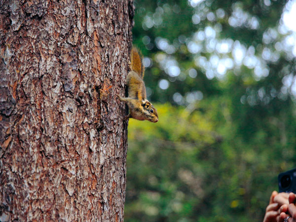 squirrelsin the valley