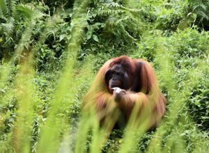 Male Orangutan in borneo sabah