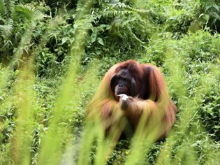 Male Orangutan in borneo sabah